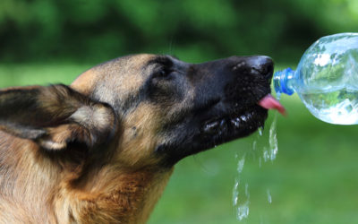 Hou je hond koel met een koelmat