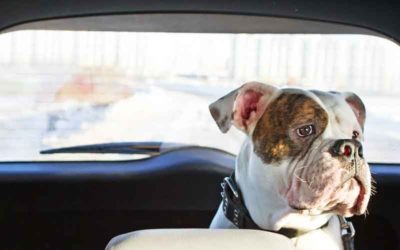 Is je hond wagenziek?