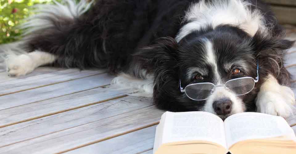 Een boek over een hondje: 7 kinderboeken