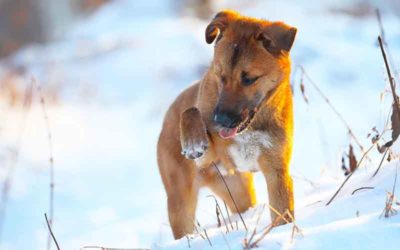 Tips tegen winterpootjes en ander winterzeer