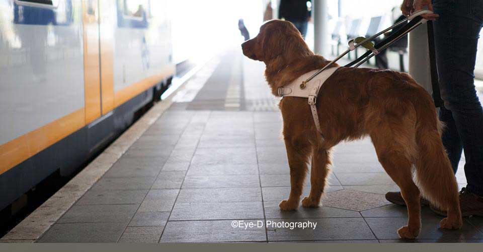 Met een blindengeleidehond door hartje Amsterdam