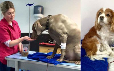 Bloeddonor Guus Transfuus redt andere honden