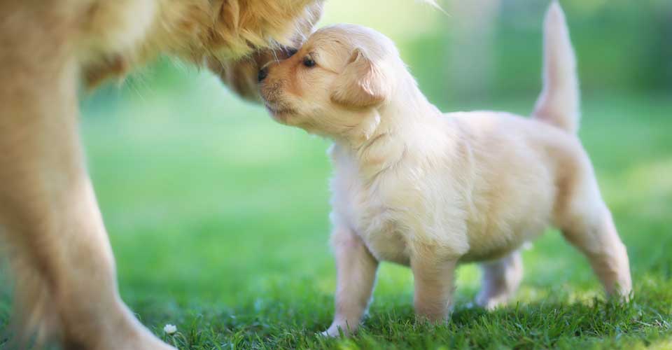 Een golden retriever pup snuffelt bij de moeder Golden Retriever