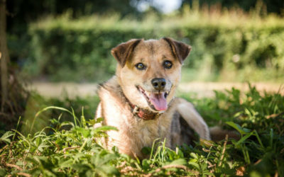 Oscar ligt buiten in het gras