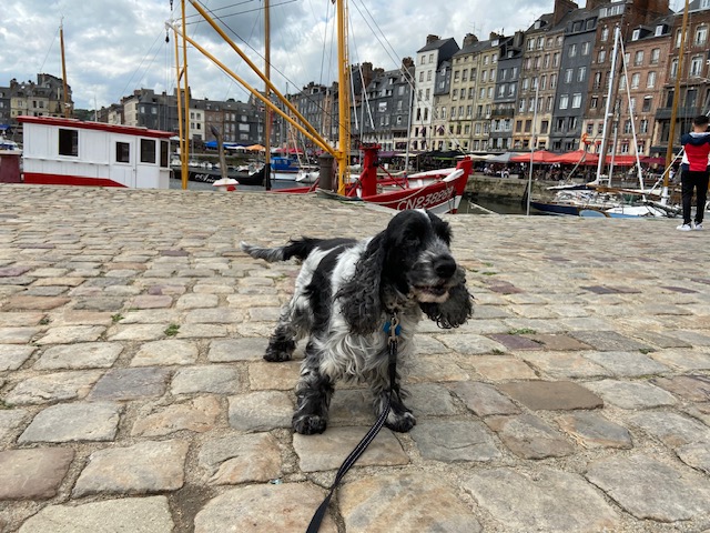 Met je hond op vakantie naar Normandië, een road trip