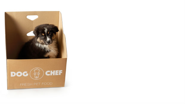 Rox in een doos van Dog Chef