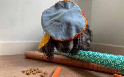 Een Cocker Spaniel met een pietenbaret op z'n koppie kijkt naar beneden naar de brokjes, wortels en het inpakpapier om hem heen