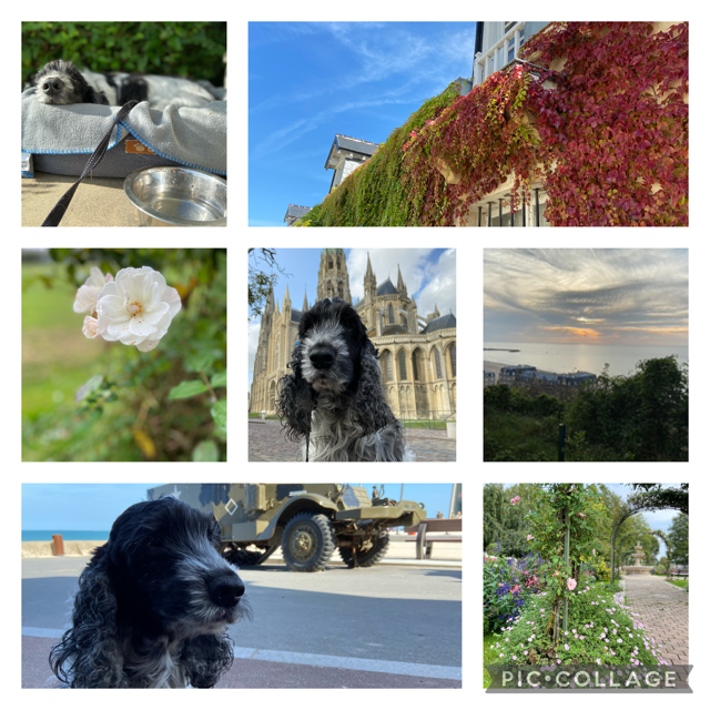 Collage van foto's van reis naar Normandië. Kathedraal Bayeux met hond, Legertruck met hond