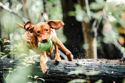 Vizsla springt met bal in de bek over een boomstronk