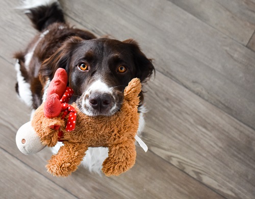 hond met speeltje