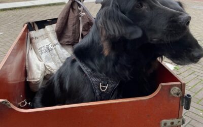 twee flatcoat retrievers zitten een bakfiets