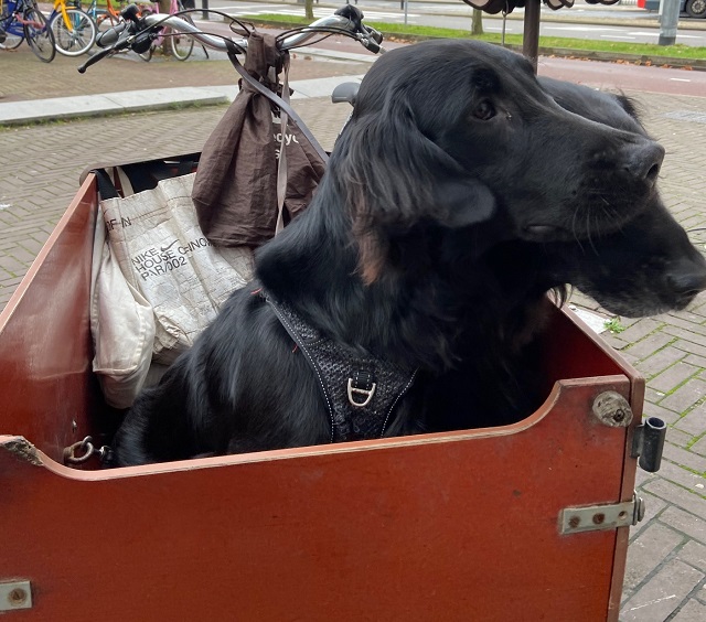 Hondenbakfiets kopen