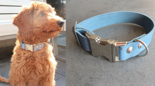Meola, hondenhalsband