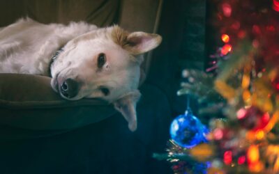 Een witte hond ligt op z'n zij op een groene bank naast een kerstboom waarvan de lichtjes aan zijn en die is gevuld met kleurige ornamenten