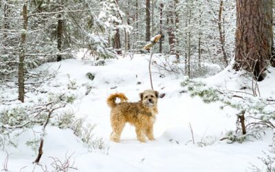 Een wollig bruin hondje staat in een besneeuwd bos