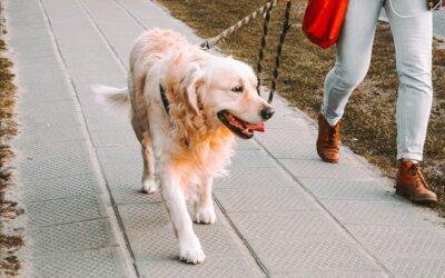 Golden retriever wordt uitgelaten. Hij loopt aan de lijn op een stoep en langs een grasstrook
