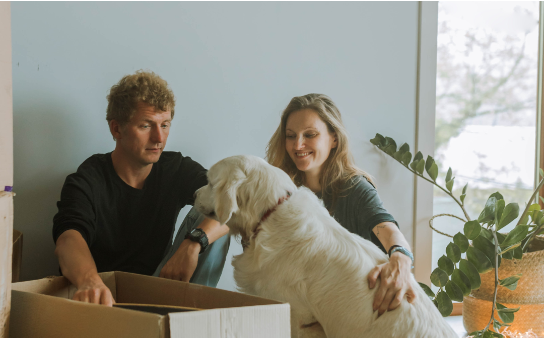 Surprise: maak van een doos een kartonnen hondje