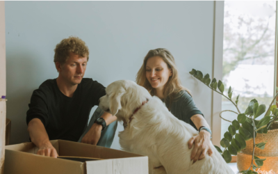 Surprise: maak van een doos een kartonnen hondje