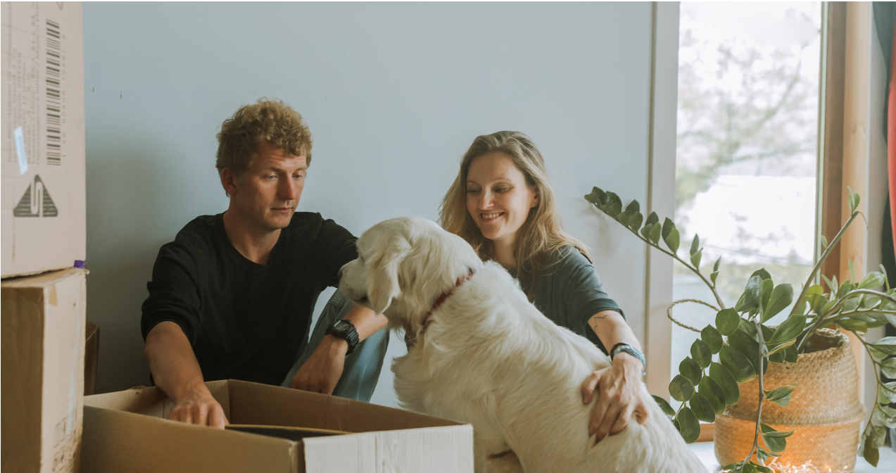 Surprise: maak van een doos een kartonnen hondje