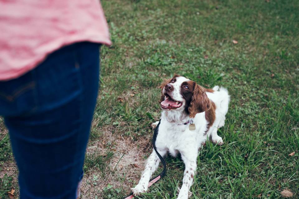 Wat is … Stichting Dutch Cell Dogs