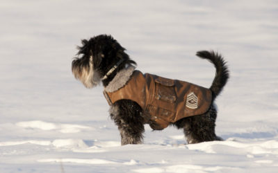 Wintertips van de dierenfysiotherapeut!