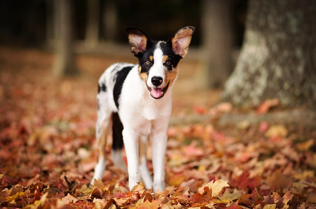Herfst: de leukste dingen om met je hond te doen