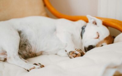 slapende hond