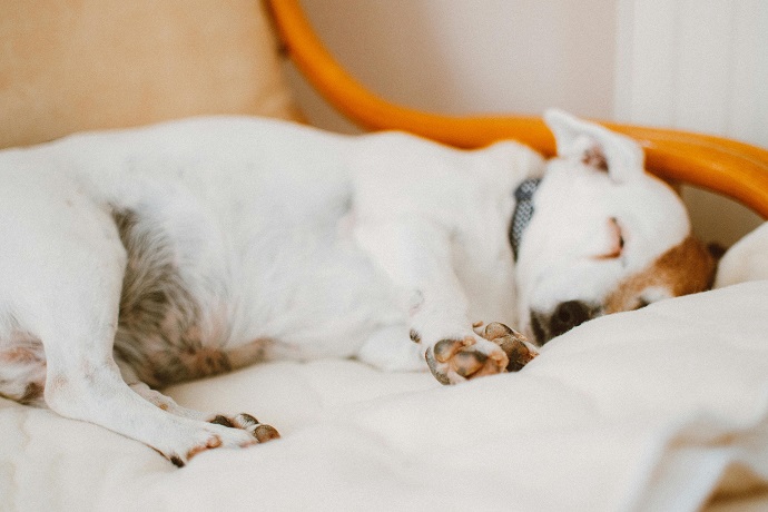 Voorbereid op het inslapen van je hond