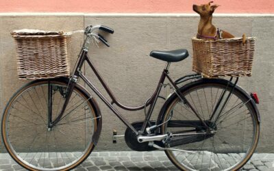 Een fiets staat tegen een muur geparkeerd, met twee rieten manden. Eentje voorop en achterop een open rieten mand met een bruine Pinscher