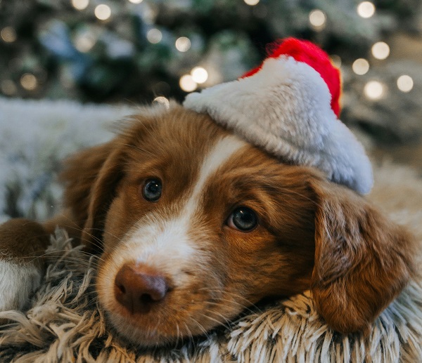 Kerstcadeautje voor je hond