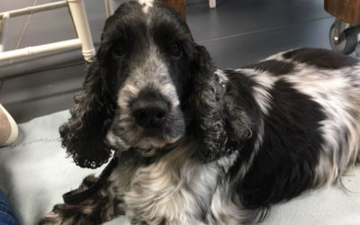 Aan de slag met hondenmassage