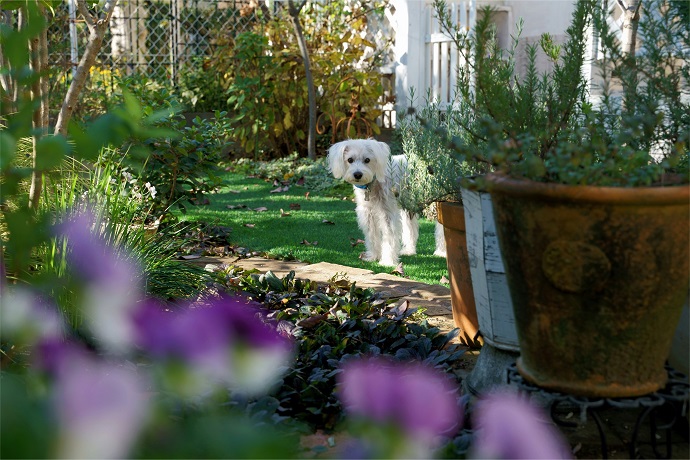 Hondje staat in een tuin