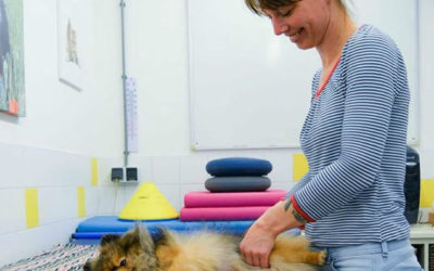 Het belang en waarom van hondenmassage