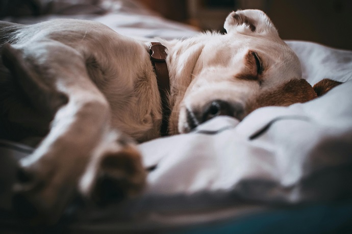 Opruimen na het overlijden van je hond
