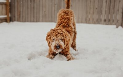 hond speelt achter het huis in de sneeuw en heeft sneeuw aan de vacht