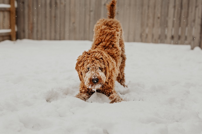 Superhack voor honden met sneeuwbollen aan de poten en vacht