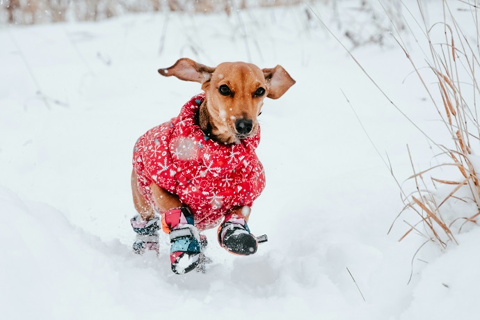 Blije teckel rent door de sneeuw met een rode jas en sneeuwschoentjes aan