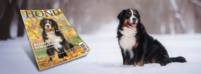 Een banner van het blad Onze Hond met daarop een Berner Senner