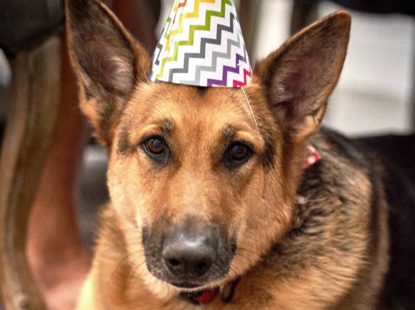 Vier de verjaardag van je hond