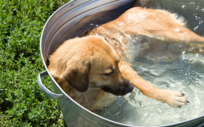 Zo hou je je hond koel tijdens warm weer, 13 tips