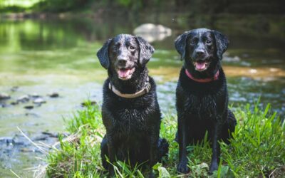 Twee zwarte, natte Labradors aan de waterkant kijken blij richting camera