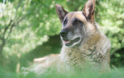 oude hond in het gras