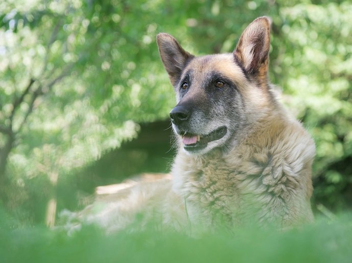 Wat te regelen na het overlijden van je hond