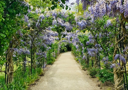 Een pad in een tuin met een boog van paarse bloemen