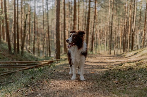 Een border collie staat op een bospad