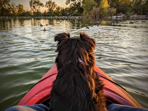 Een bruine hond zit ineen rode kano op het water. Hij kijkt naar de eendjes voor hem op het water.
