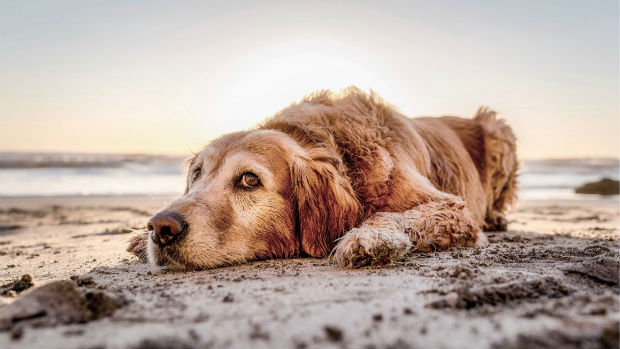 vakantie met hond - na het spelen liggen op het strand