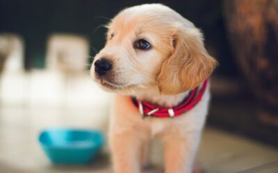 Labrador pup met een rode halsband kijkt naar links. Links van de pup staat een blauw voerbakje