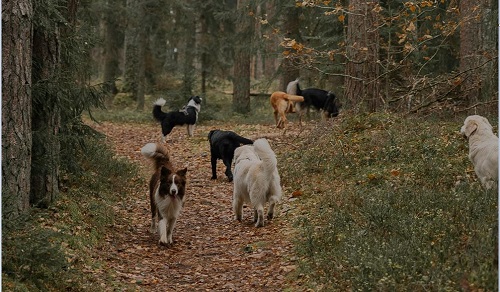 Roedel honden in het bos